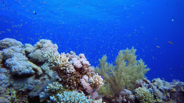 Underwater Sea Coral Tropical Reef