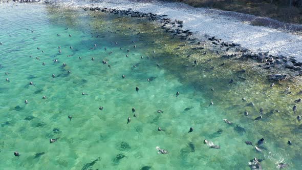 Seal Rest on Beach and Swim in Lake Water Aerial Flight