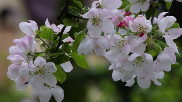 Close up apple tree blossom