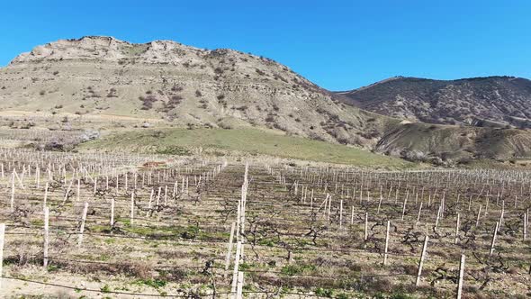 Flight Over a Vineyard in the Early Spring in the Mountains on a Sunny Day