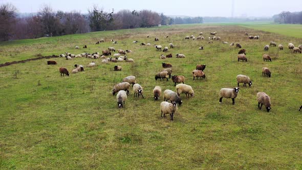 Sheeps kept as livestock. White and brown domestic animals feeding on a meadow. Video from above.