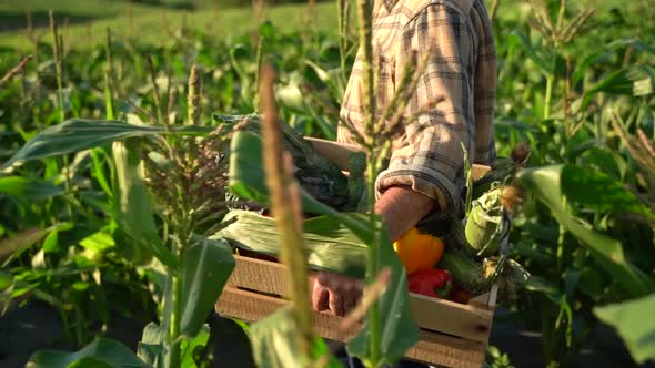 Hands worker carrying crate of freshly picked vegetables. Harvesting in the field, organic products