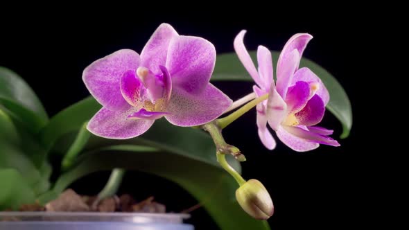 Blooming Pink Orchid Phalaenopsis Flower