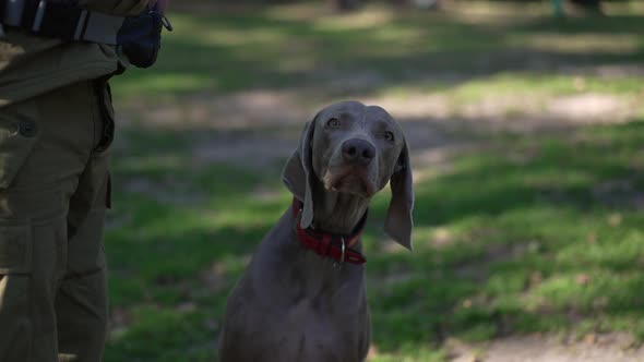 Portrait of Curios Weimaraner Looking at Camera Sniffing and Playing with Unrecognizable Caucasian