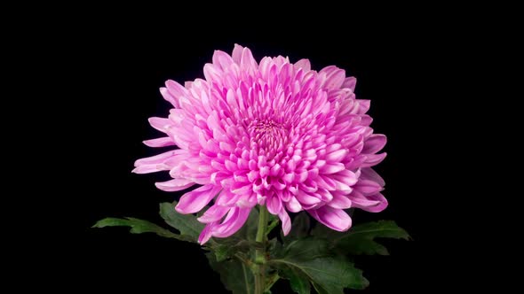 Beautiful Pink Chrysanthemum Flower Opening