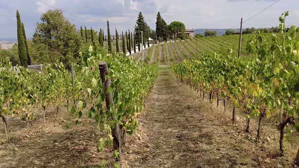 Vineyards of Montalcino in Tuscany