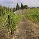 Vineyards of Montalcino in Tuscany - VideoHive Item for Sale