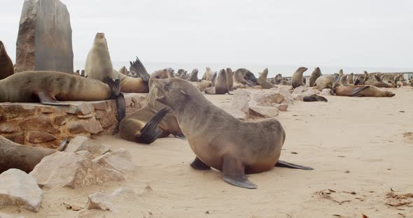 Beautiful wildlife, lots of seals are resting on the beach, walking around, 4k