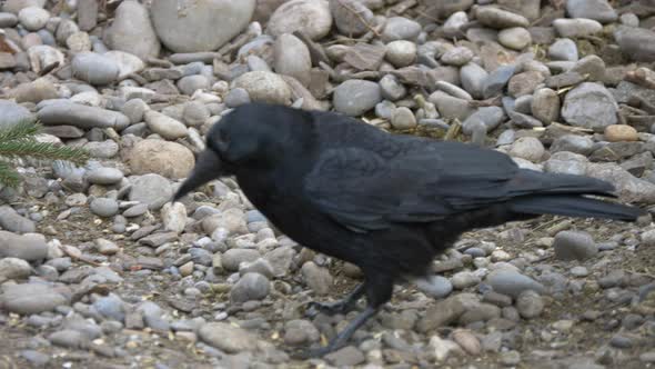 Close up shot of wild Black Crow walking and hunting in pebbly terrain,slow motion