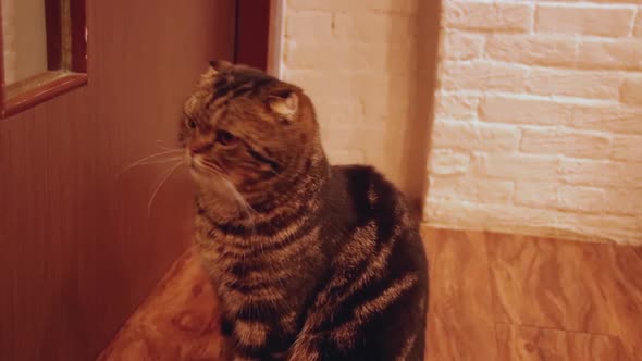 Scottish fold munchkin cat waiting at the door for owner to come home