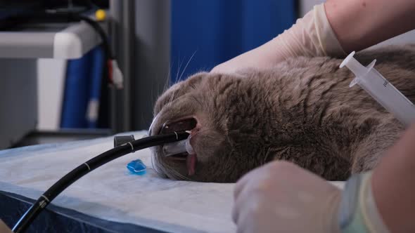 Veterinarian Performing Gastroscopy of a Cat