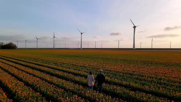 Tulip Field in The Netherlands Colorful Tulip Fields in Flevoland Noordoostpolder Holland Dutch