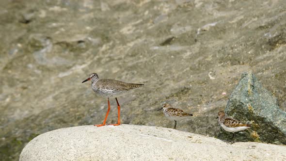 Little Stint and Common Redshank