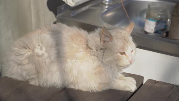 Homeless Gray Cat Lies on a Shabby Chair on the Street