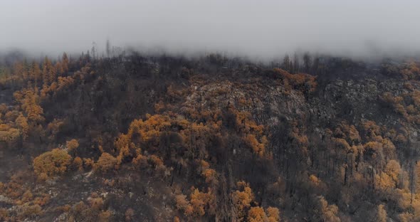 Autumn Forest on the Mountain Slopes