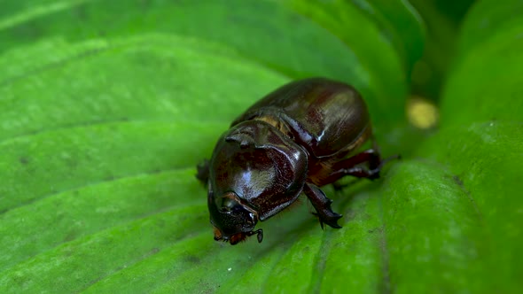 Rhinoceros Beetle From the Red Book Sits on a Green Leaf