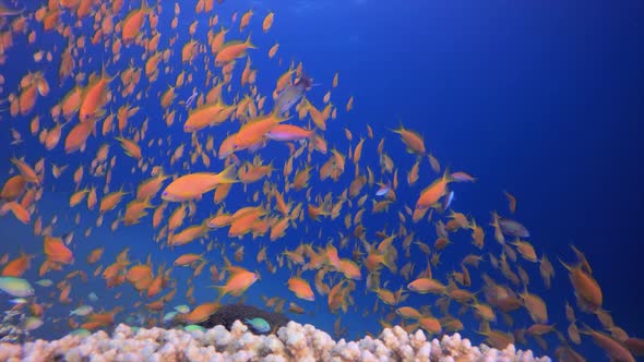 Underwater Colourful Life