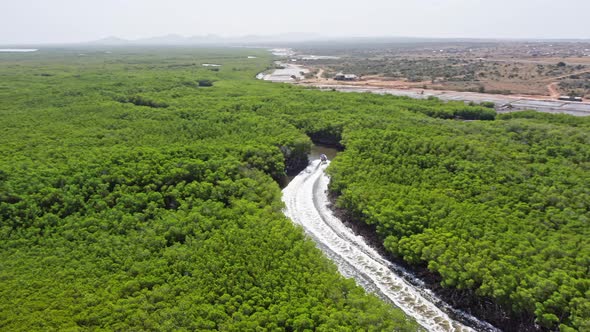 Sightseeing by boat through dense and lush mangrove forest, El Morro National Park, Montecristi in D