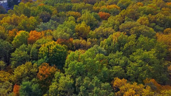 Top Down Autumn Wood. Nature Background. Aerial Top View of Autumn Forest with Colorful Trees