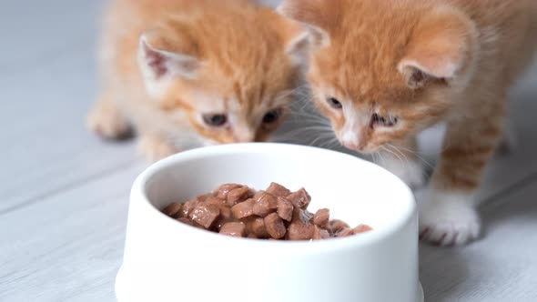 Two Little Red Ginger Striped Kittens Run Up to Bowl with Food and Start Eating Canned Cat Food for