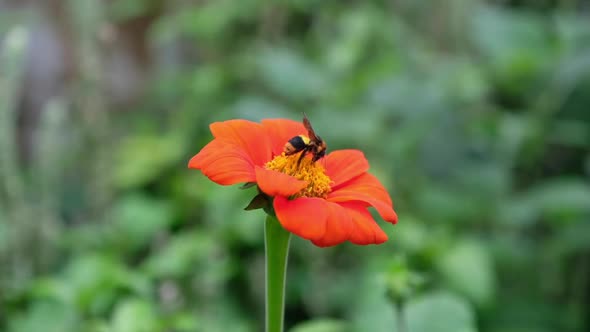 Slow motion of a bee on yellow cosmos flowers in the garden