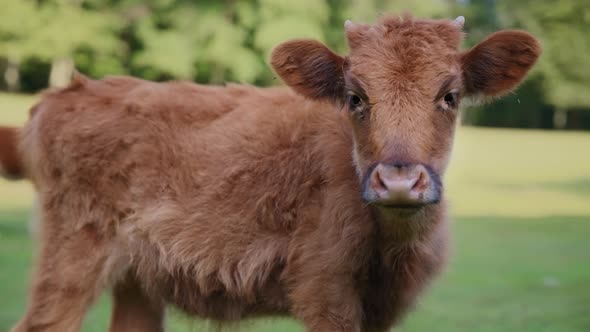 Wild brown cow looking at the camera