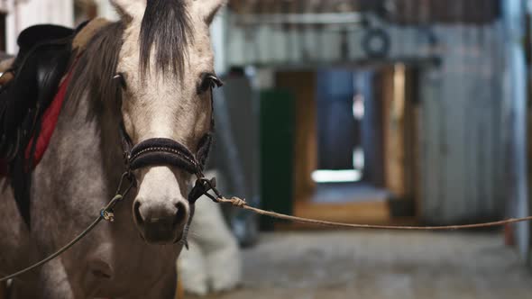 Closeup of a Horse in a Stable Corridor