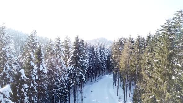 Pine Winter Forest. Aerial View