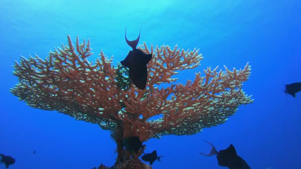 Tropical Fish Coral Reef