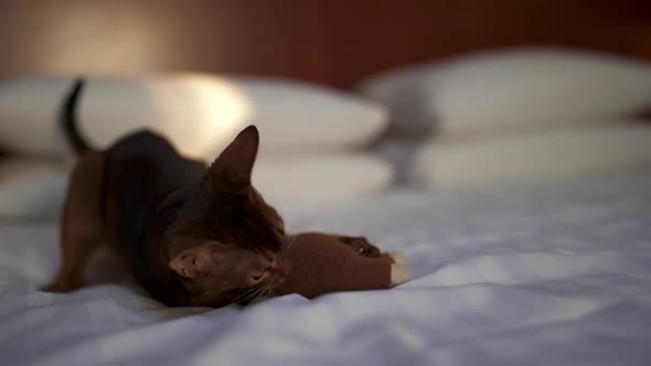 Cute Abyssinian Cat Playing with a Mouse and a Piece of Paper