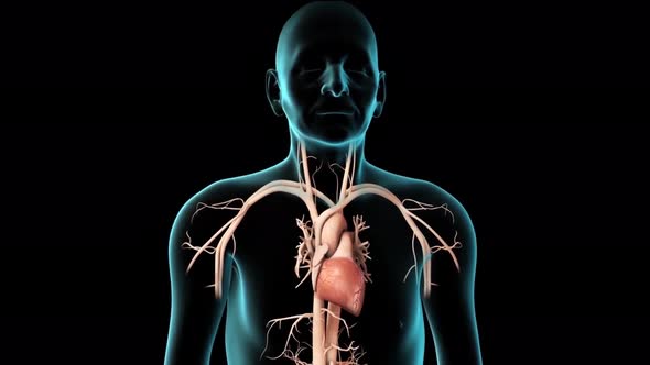 Heart structure, heart beat 3d anatomy