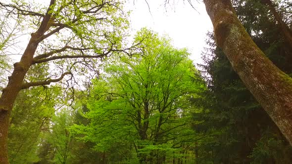 Walking Under Tree Spring Crowns