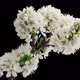 Cherry-tree Flowers Blooming - VideoHive Item for Sale