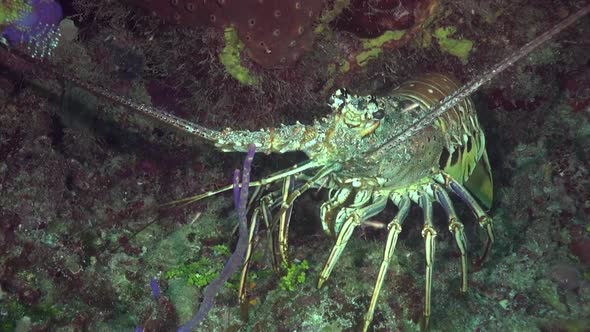 Spiny Lobster on the reef