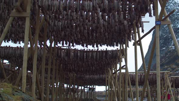 TRACKING TILT UP of cod stockfish hanging from wooden frames, Lofoten, Norway