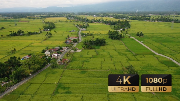 AH - Top View Rice Fields 04