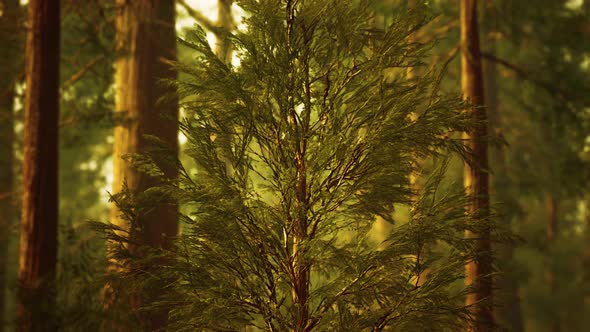 Giant Sequoias in Redwood Forest