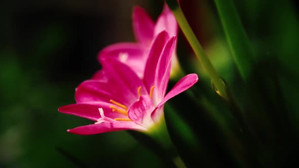 Light and shadows cast on a Zephyranthes carinata also known as rosepink zephyr lily or pink rain li