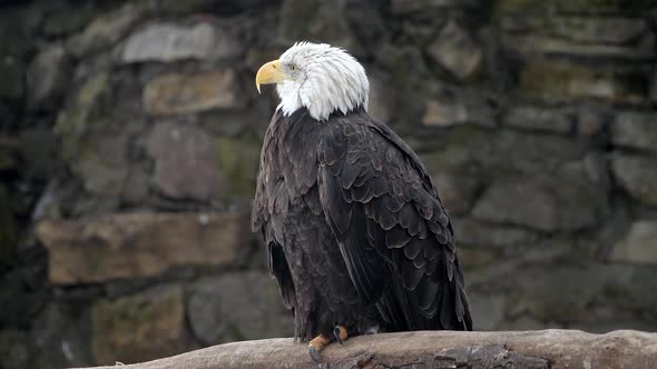 Picturesque Bald Eagle Haliaeetus Leucocephalus Sitting on Rocky Background and Looking Around