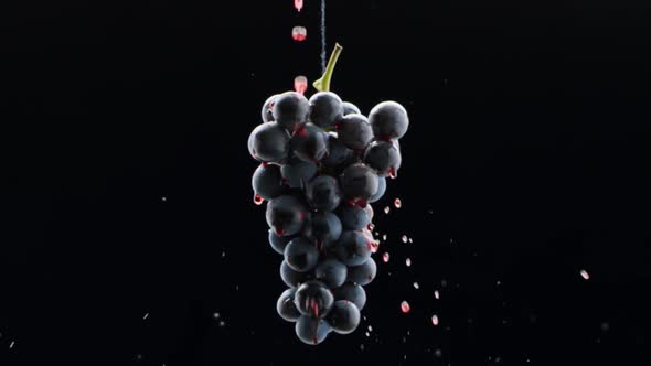 Fresh Black Grapes Rotation on Isolated Black Background on Super Slow Motion