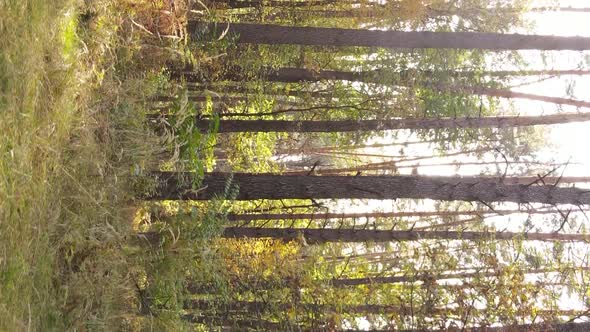 Vertical Video Autumn Forest with Trees in Ukraine Slow Motion