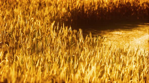 the Field of Ripe Rye at Sunset