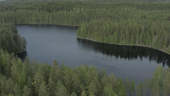 Flying above curved lake surrounded by green forest.
