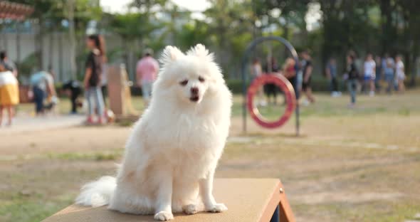 Pomeranian dog in the park