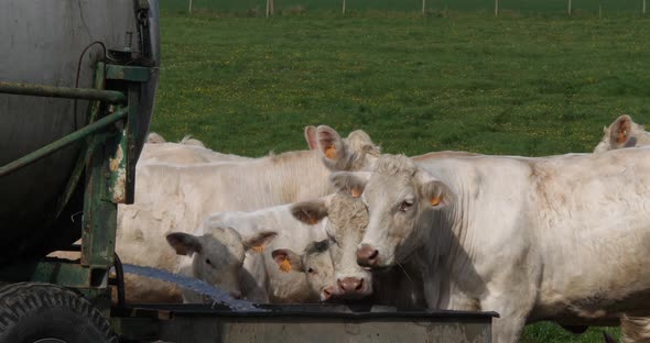 Charolais Cattle, a French Breed, Herd at the trough, Water, Normandy in France, Slow motion 4K