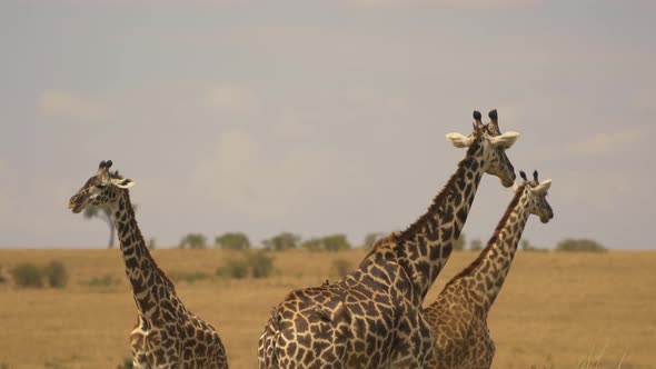 Three Masai giraffes