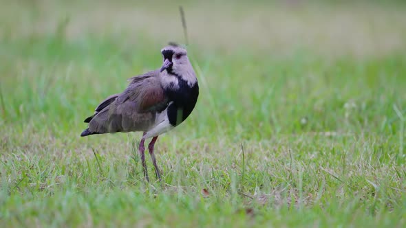 Sneaky wader bird, a common southern lapwing, vanellus chilensis spotted walking slowly to the right