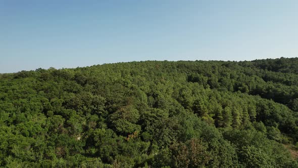 Drone View Trees Forest