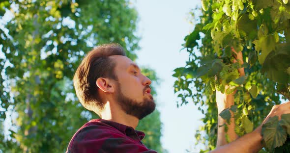 A Man Smells Fresh Hop Plants Used in the Making of Beer