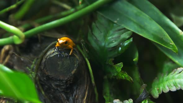 poison dart frog on a branch